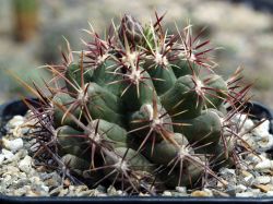 Thelocactus heterochromus