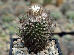 Turbinicarpus gracilis