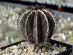Uebelmannia pectinifera HU 106 #1