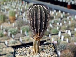 Uebelmannia pectinifera HU 106 #2