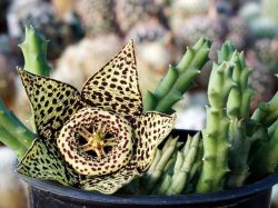 Orbea variegata желтая