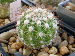 Parodia laui L 322