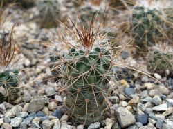 Parodia maxima