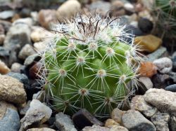 Parodia setosa P 171