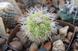 Parodia tilcarensis RS 1634