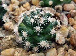 Porfiria schwarzii SB 699