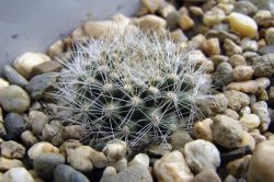 Rebutia flavistyla FR 756