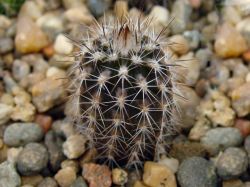 Setiechinopsis mirabilis