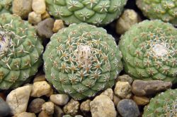 Strombocactus disciformis