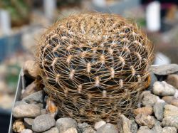 Sulcorebutia arenacea LH 1393