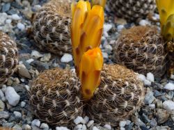 Sulcorebutia arenacea LH 1393 Двухголовый