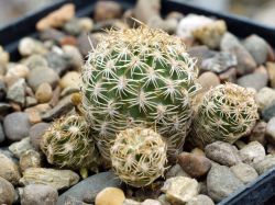 Sulcorebutia breviflora v. haseltonii