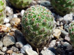 Sulcorebutia canigueralii v. applanata WK 217A