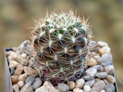 Sulcorebutia cylindrica PK 44