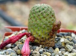 Sulcorebutia fischeriana VS 462