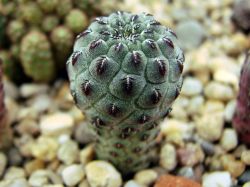 Sulcorebutia rauschii HS 121