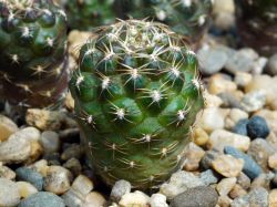 Sulcorebutia santiaginiensis VZ 369