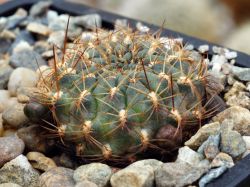 Sulcorebutia steinbachii v. tunariensis WK 229