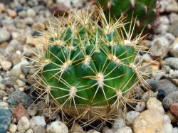 Sulcorebutia torotorensis VS 1031