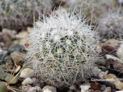 Thelocactus conothelos v. argenteus SS 221f
