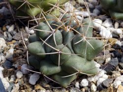 Thelocactus nidulans SS 219d