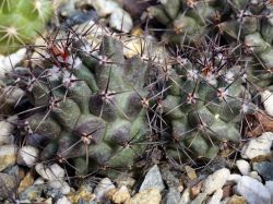 Thelocactus nidulans Двухголовый