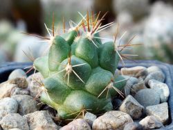 Thelocactus panarottoanus
