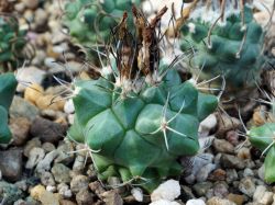 Turbinicarpus swobodae