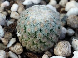 Turbinicarpus valdesianus v. albiflorus MZ 662