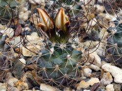 Turbinicarpus graminispinus