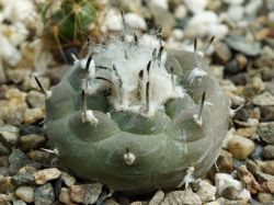 Turbinicarpus jauernigii