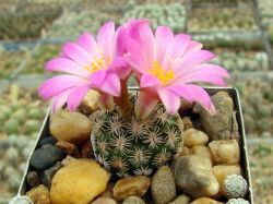 Turbinicarpus krainzianus v. lausseri