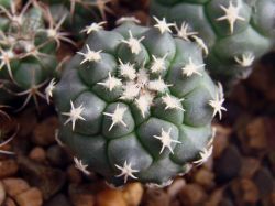 Turbinicarpus lophophoroides PP 207