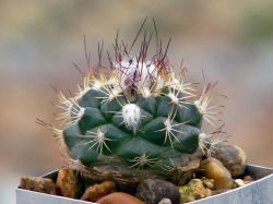 Turbinicarpus mombergeri