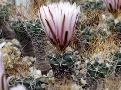 Turbinicarpus pseudomacrochele v. alenae Rog 199