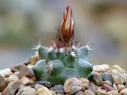 Turbinicarpus swobodae L 1499