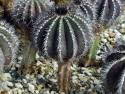 Uebelmannia pectinifera HU 106