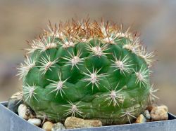 Weingartia neocumingii HS 93A