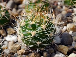 Weingartia riograndensis KK 507