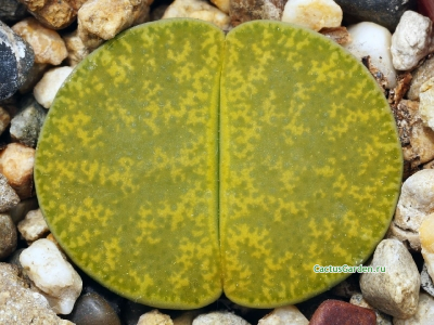 Lithops lesliei 'Albinica' C 036a