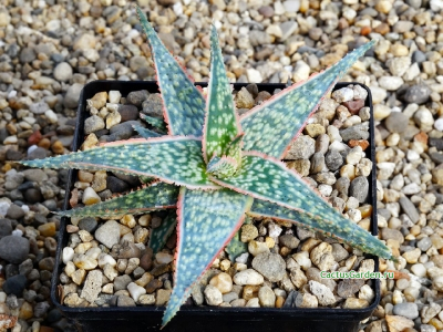 Aloe 'Bright Star'