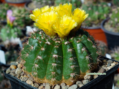 Notocactus linkii v. multiflorus P 440