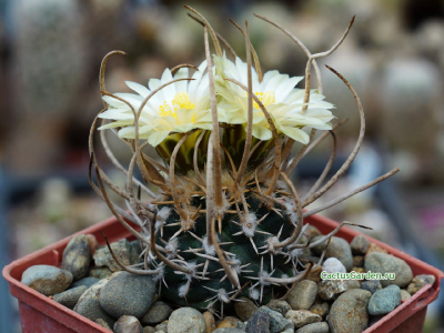 Navajoa peeblesiana ssp. fickeisenii