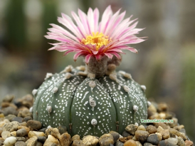 Astrophytum asterias 'rote blute'