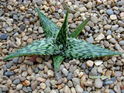 Aloe somaliense