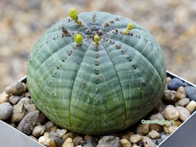 Euphorbia obesa v. symmetrica