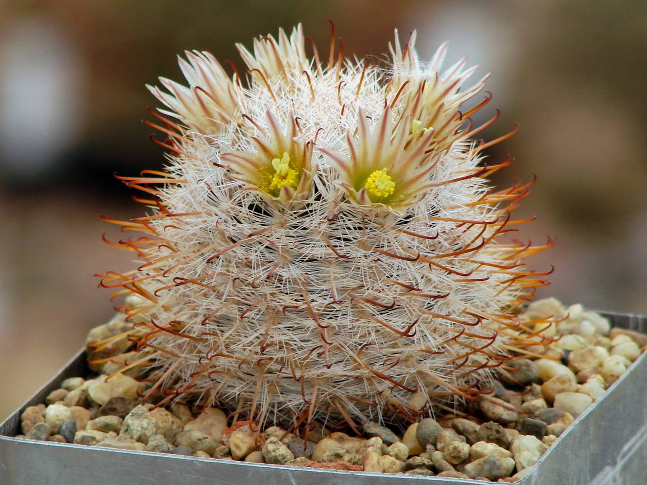 Mammillaria louisae