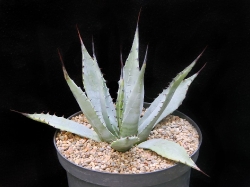 Agave parryi DJF 138