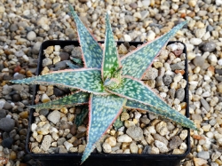 Aloe 'Bright Star'