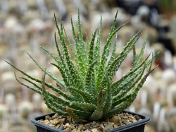 Aloe humilis v. variegata